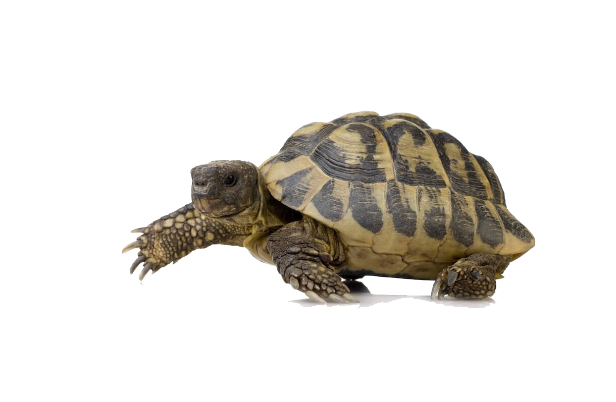 Turtle PNG Image in Transparent Transparent