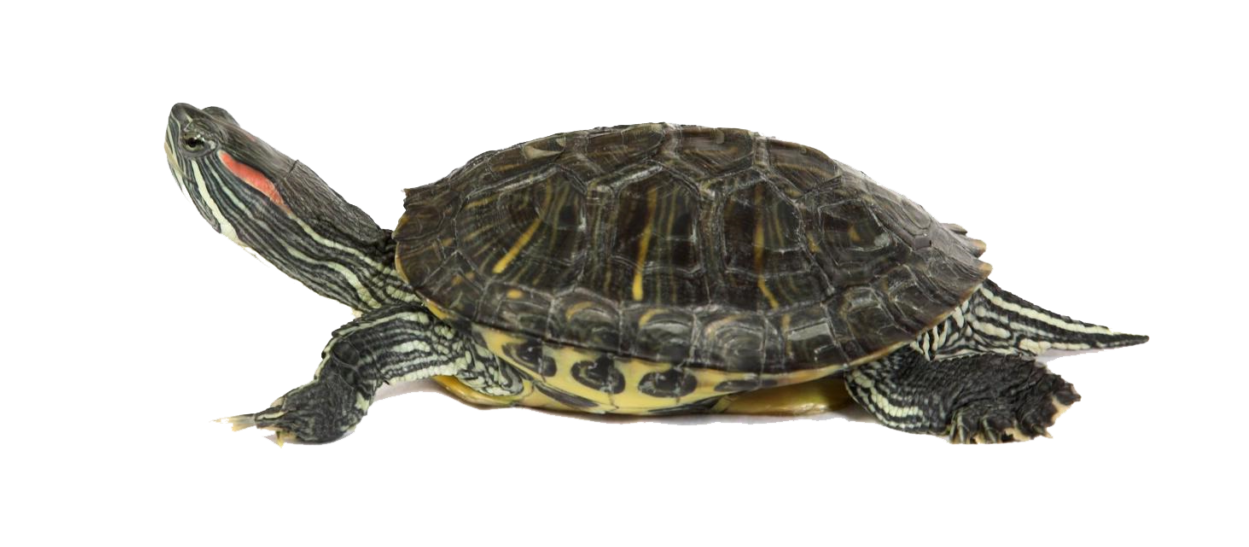 Tortoise Long Head PNG File Transparent - Tortoise Png
