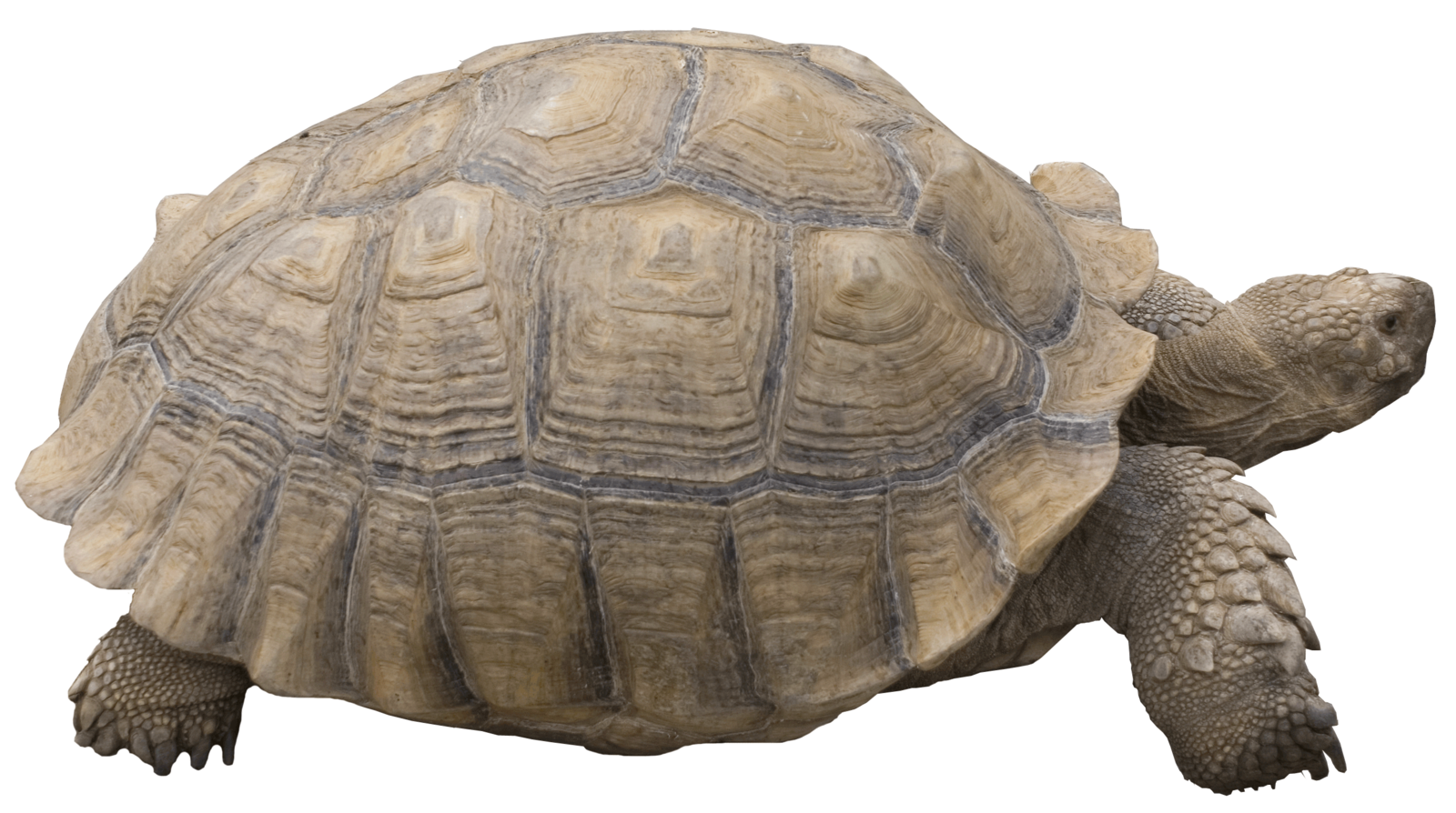 Tortoise PNG Transparent - Tortoise Png
