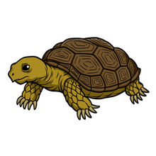 Tortoise Cartoon Clipart PNG HD Images Transparent - Tortoise Png