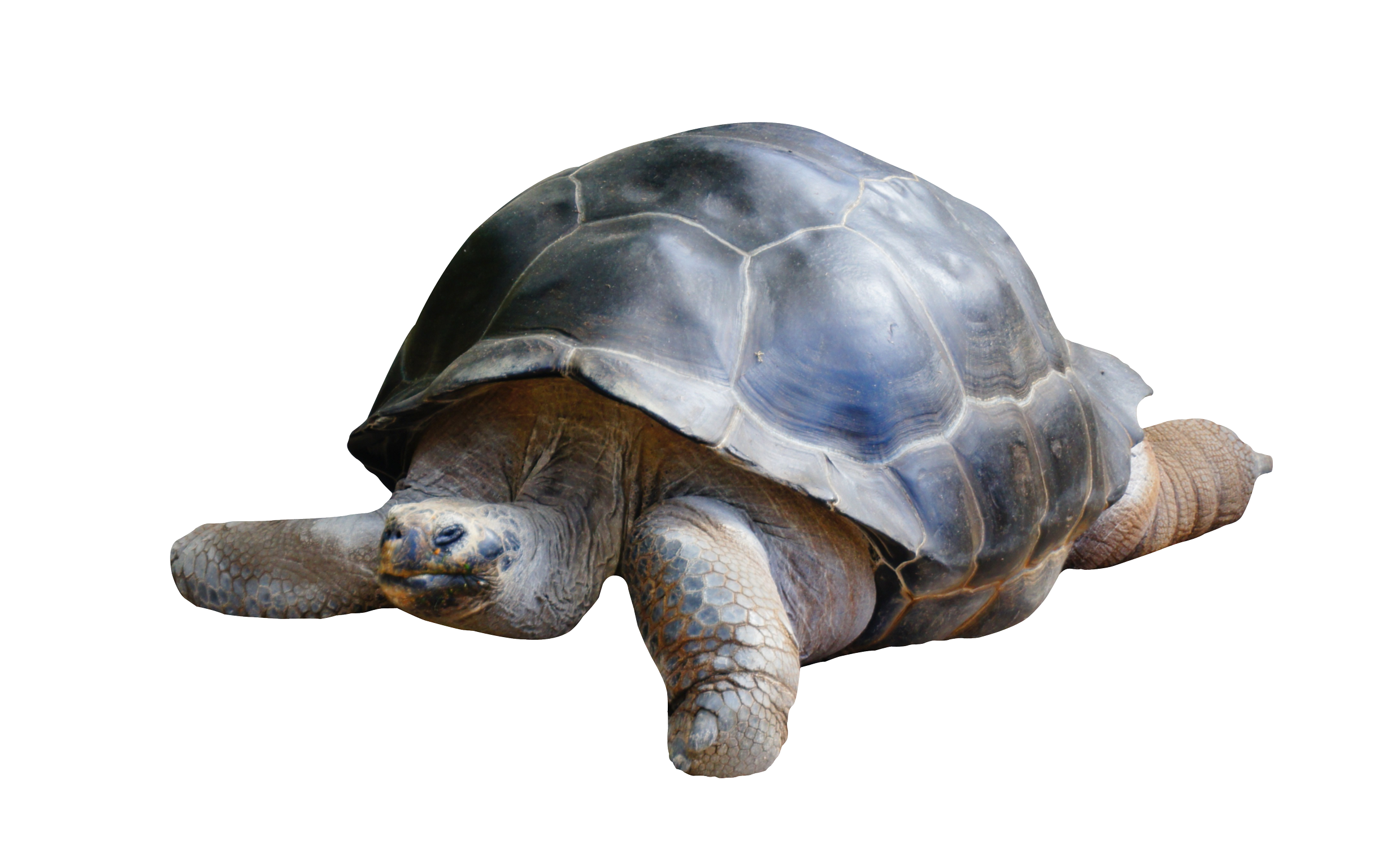 Tortoise PNG Transparent - Tortoise Png