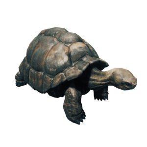 Tortoise PNG HD Image Transparent - Tortoise Png