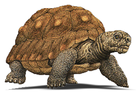 Tortoise PNG in Transparent - Tortoise Png