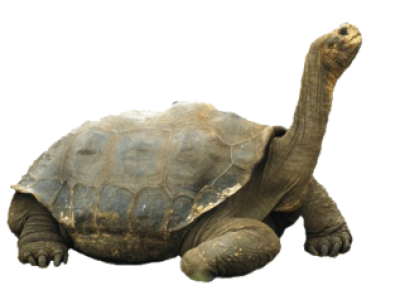 Tortoise Long Head PNG HD Transparent - Tortoise Png
