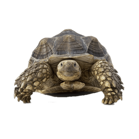 Front of Tortoise PNG HD Image Transparent - Tortoise Png