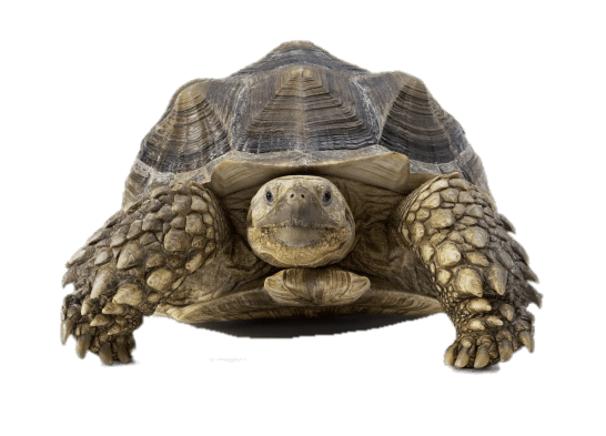 Tortoise Front PNG HD File Transparent