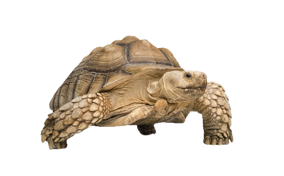 Tortoise PNG High Definition Photo Image Transparent - Tortoise Png