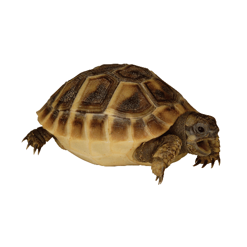 Tortoise PNG HD and Transparent - Tortoise Png