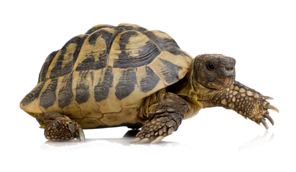 Turtle PNG HD Transparent - Tortoise Png