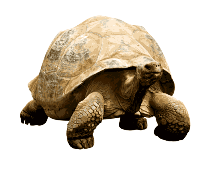 Tortoise PNG Images Transparent - Tortoise Png