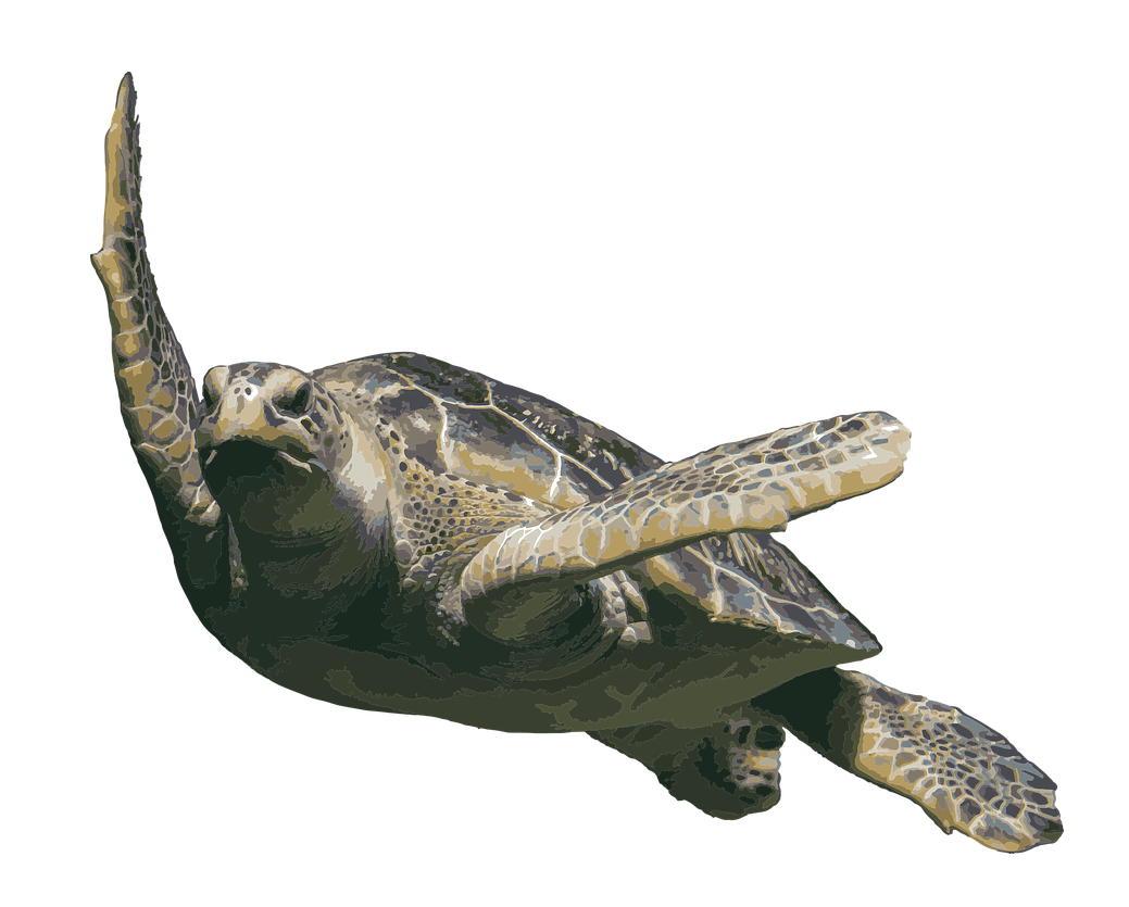 Sea Tortoise PNG HD and Transparent - Tortoise Png