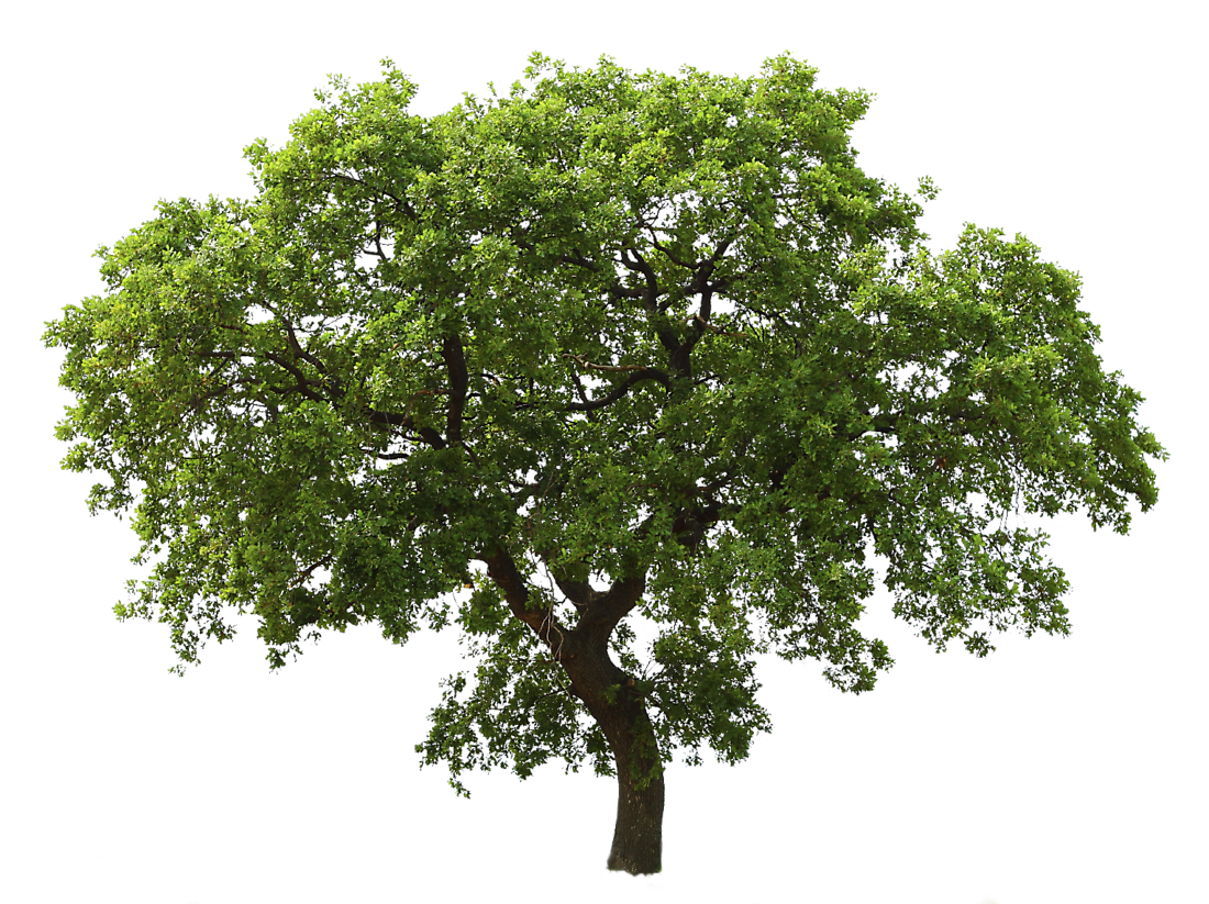 Tree PNG pngteam.com