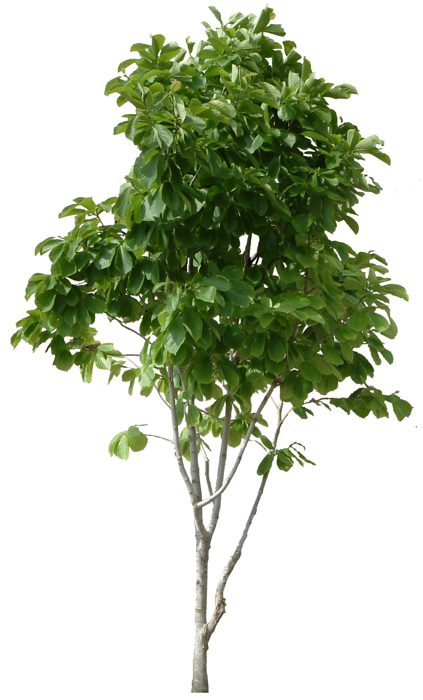 Tree PNG HD and HQ Image pngteam.com