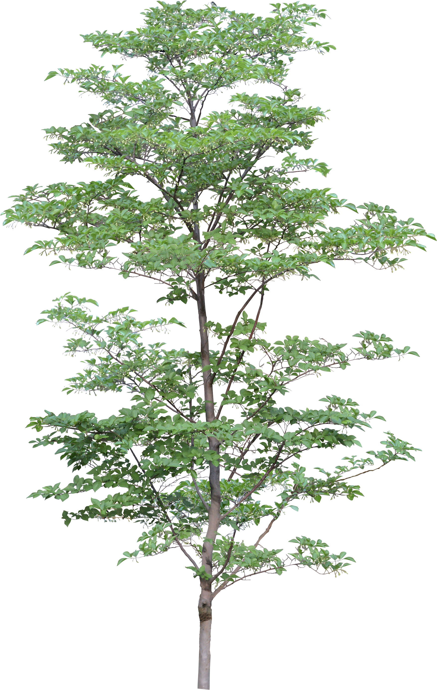 Tree PNG Transparent pngteam.com