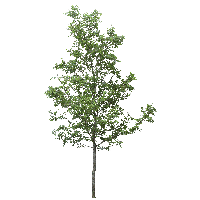 Tree PNG pngteam.com