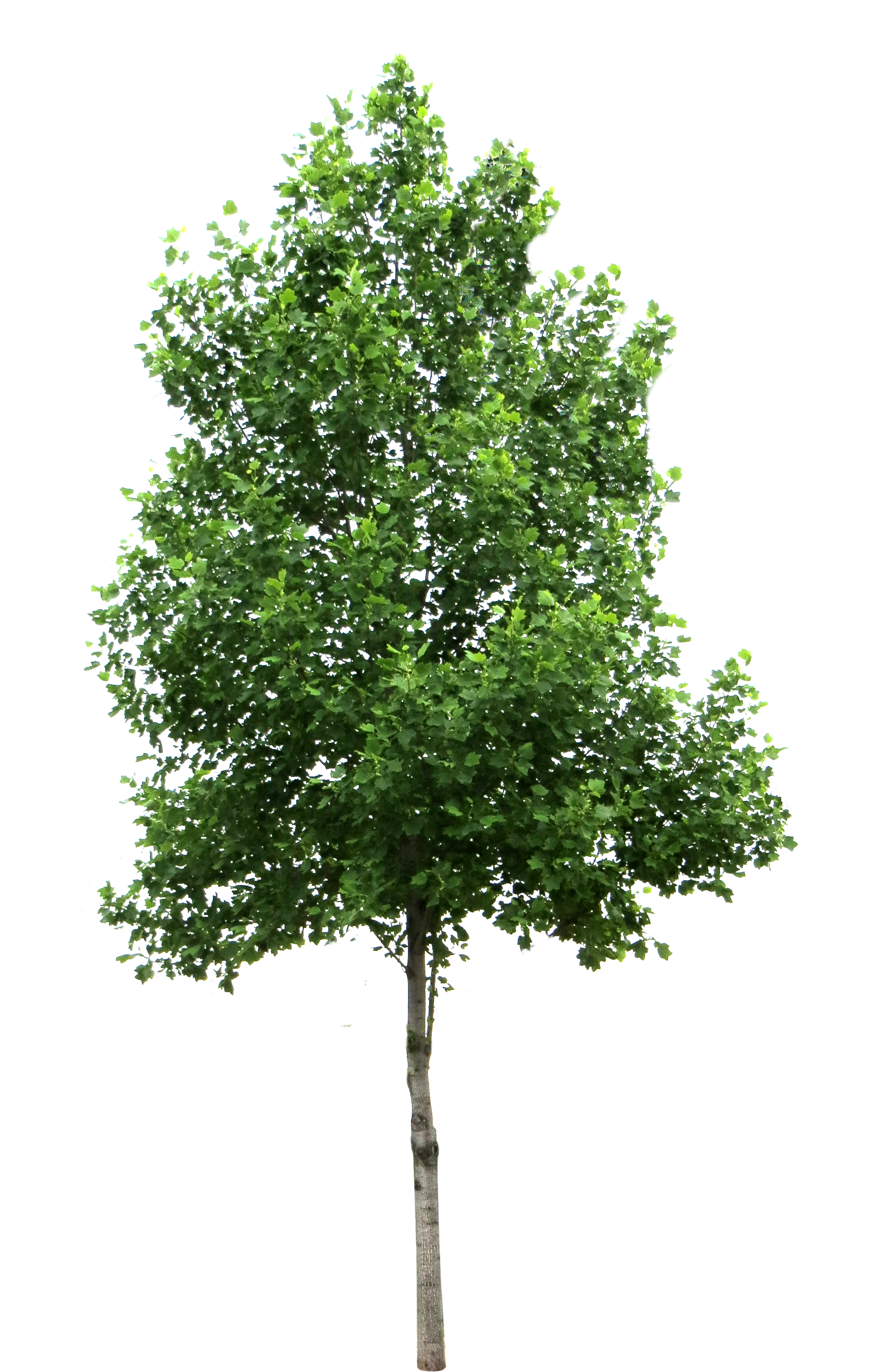 Tree PNG HD and HQ Image pngteam.com