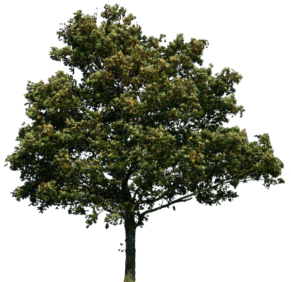 Tree PNG Transparent pngteam.com