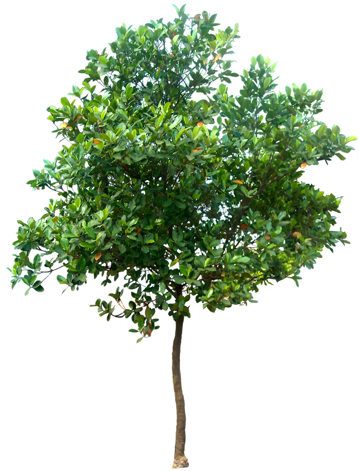 Tree PNG HD pngteam.com