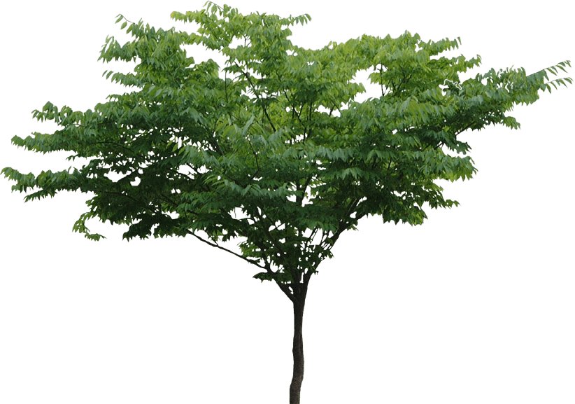 Tree PNG Image in Transparent pngteam.com