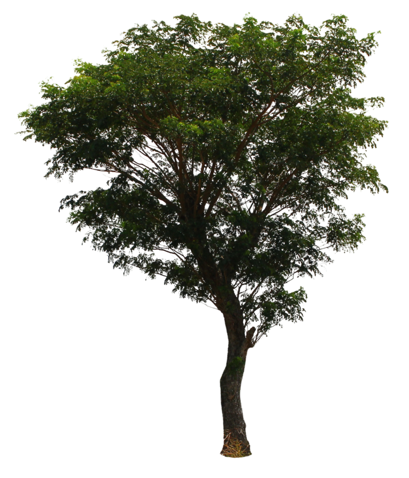 Tree PNG Transparent pngteam.com