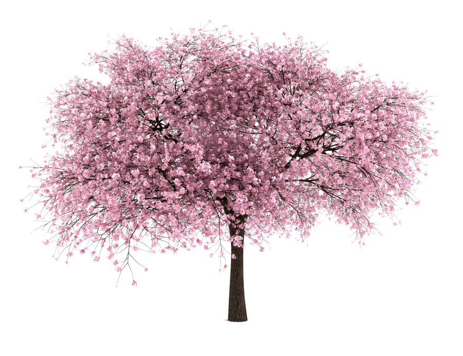 Tree PNG pngteam.com
