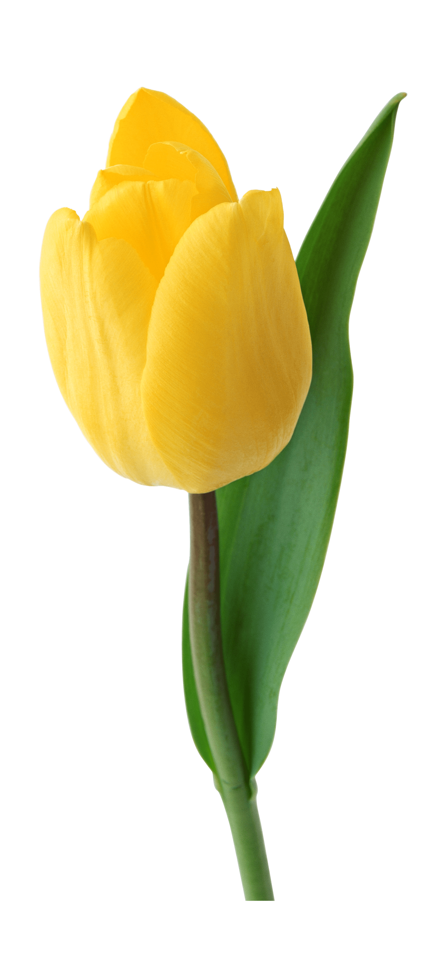 Yellow Tulip PNG HD Image - Tulip Png