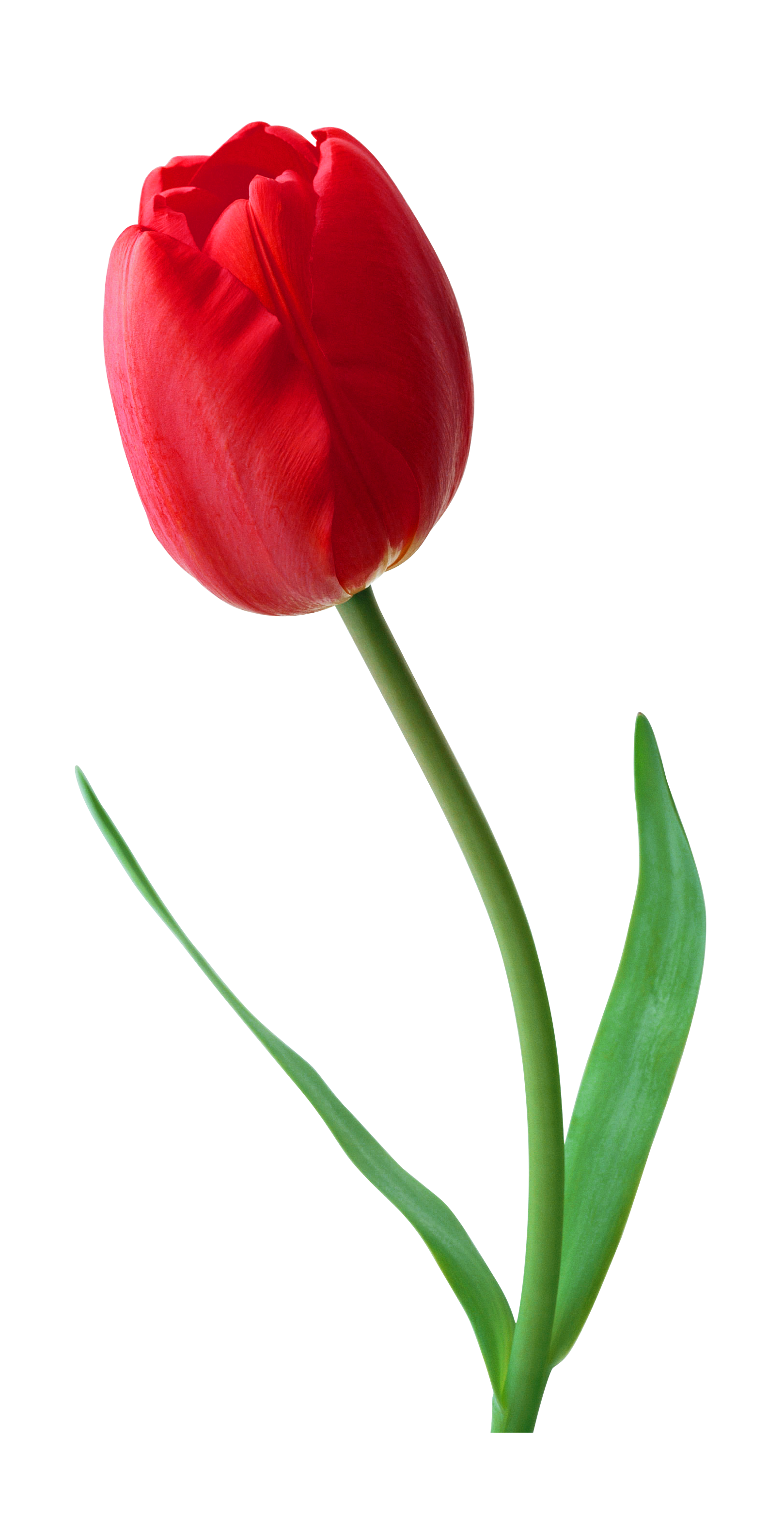 Tulip Flower PNG Image in High Definition