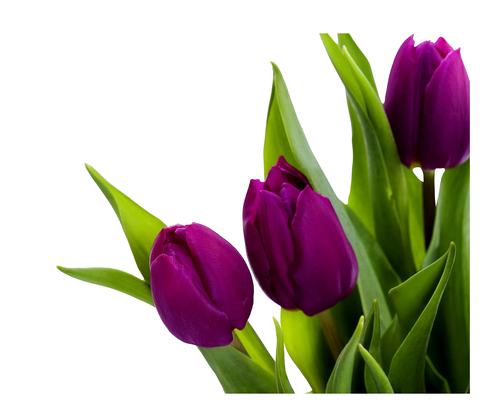 Purple Tulips PNG Image in High Definition Transparent - Tulip Png