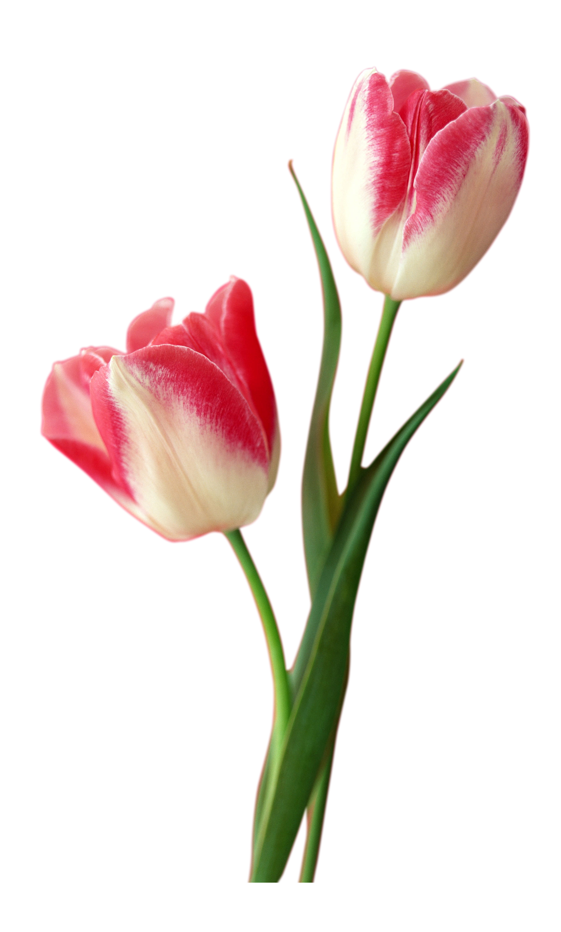 Tulip PNG HD - Tulip Png