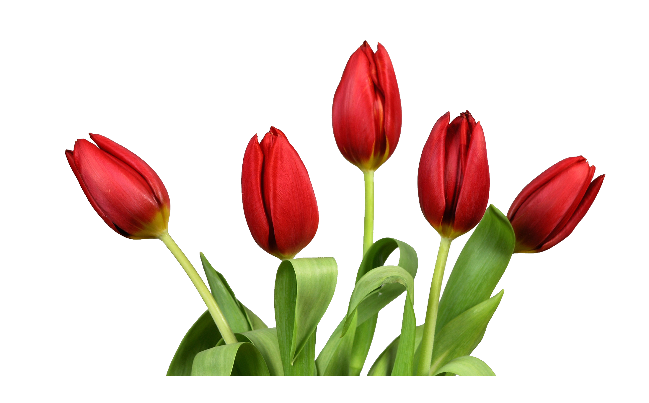 Tulip PNG Best Image - Tulip Png