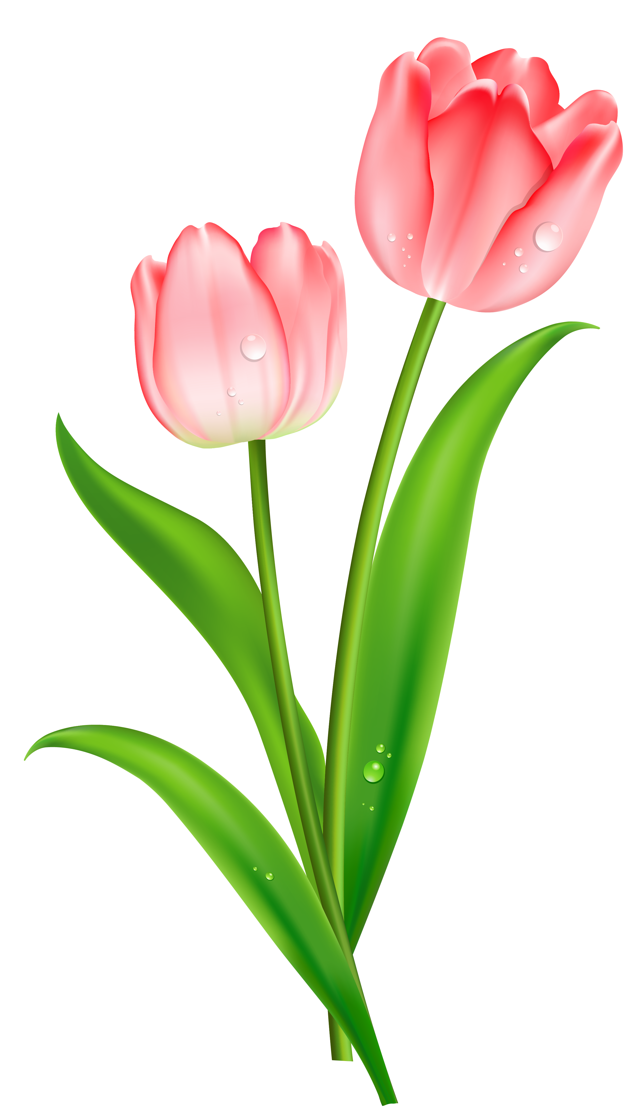 Tulip PNG Transparent Photo