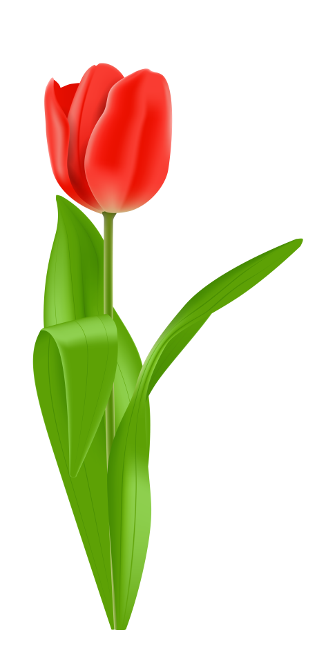 Red Tulip PNG HD - Tulip Png