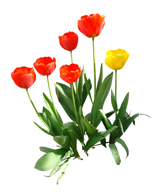 Tulips PNG pngteam.com
