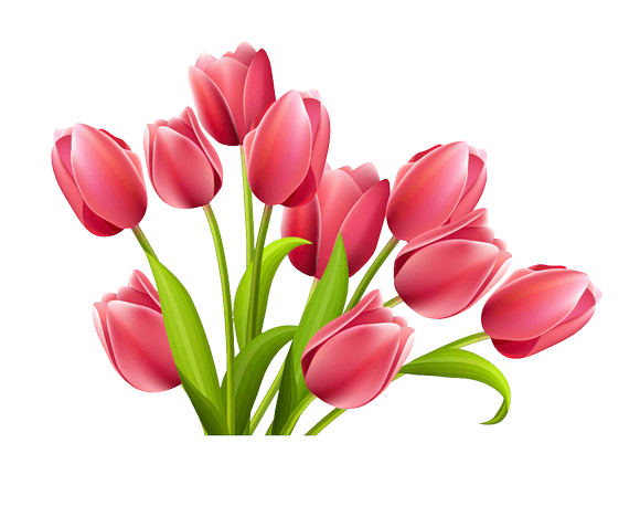 Rose Tulips PNG HD  - Tulip Png