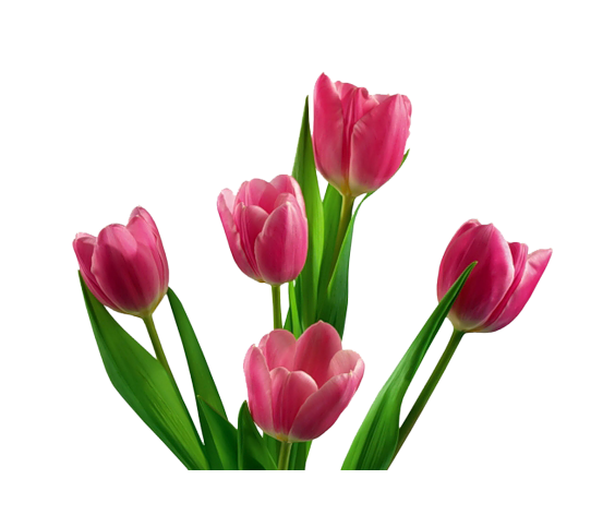 Tulips PNG HD - Tulip Png
