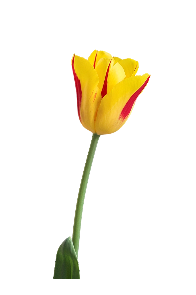Yellow Tulip PNG HQ Image Transparent - Tulip Png
