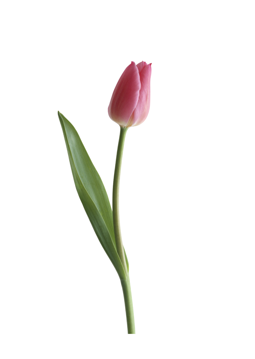 Tulip PNG HD Images - Tulip Png