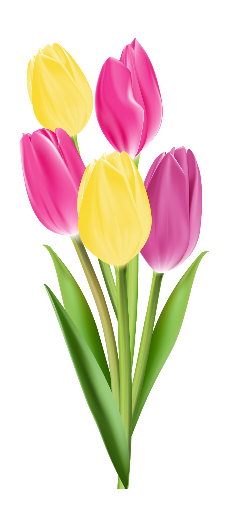 Tulip Bouquet PNG Best Image - Tulip Png