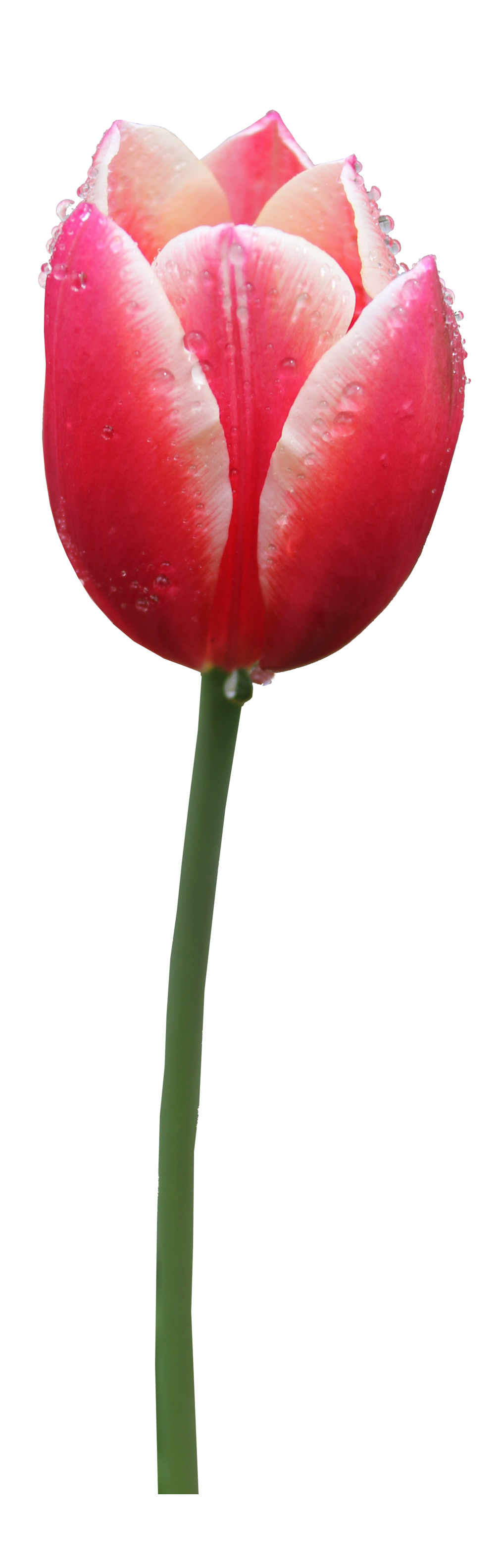 Tulip PNG HD pngteam.com