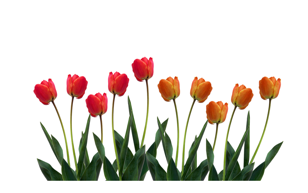 Tulip PNG Transparent - Tulip Png