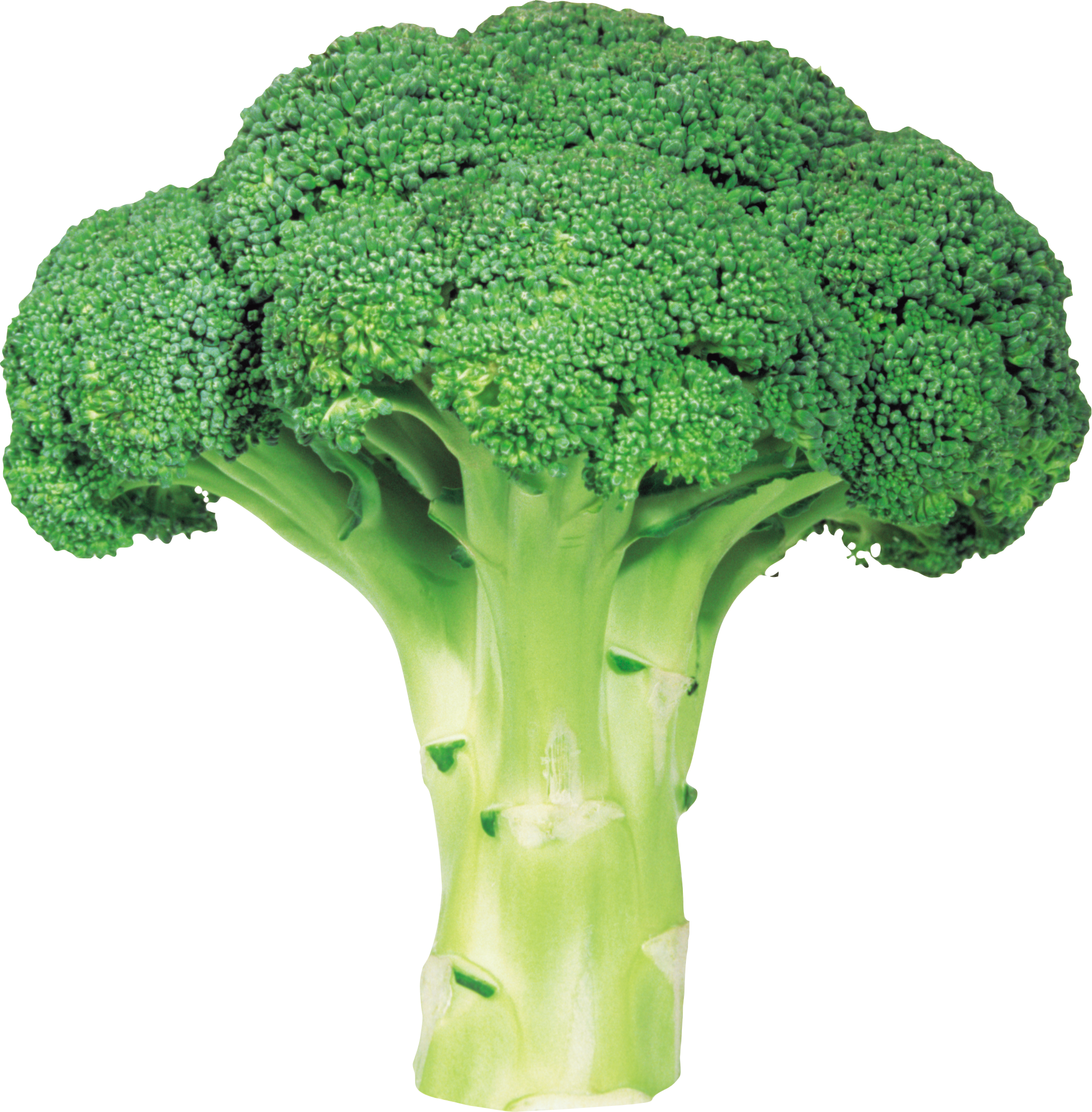 Broccoli Vegetable PNG File pngteam.com