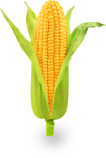 Vegetable PNG HD and Transparent pngteam.com