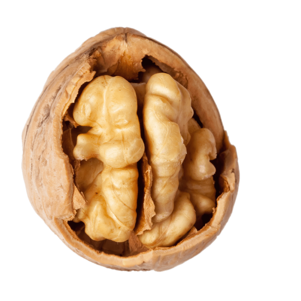 Walnut PNG in Transparent - Walnut Png