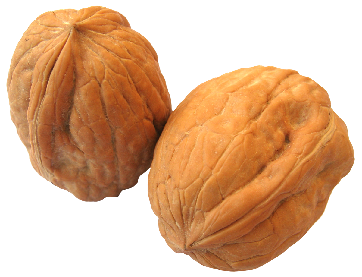 Walnut PNG Image in High Definition