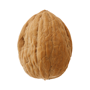 Walnut PNG HD and HQ Image - Walnut Png