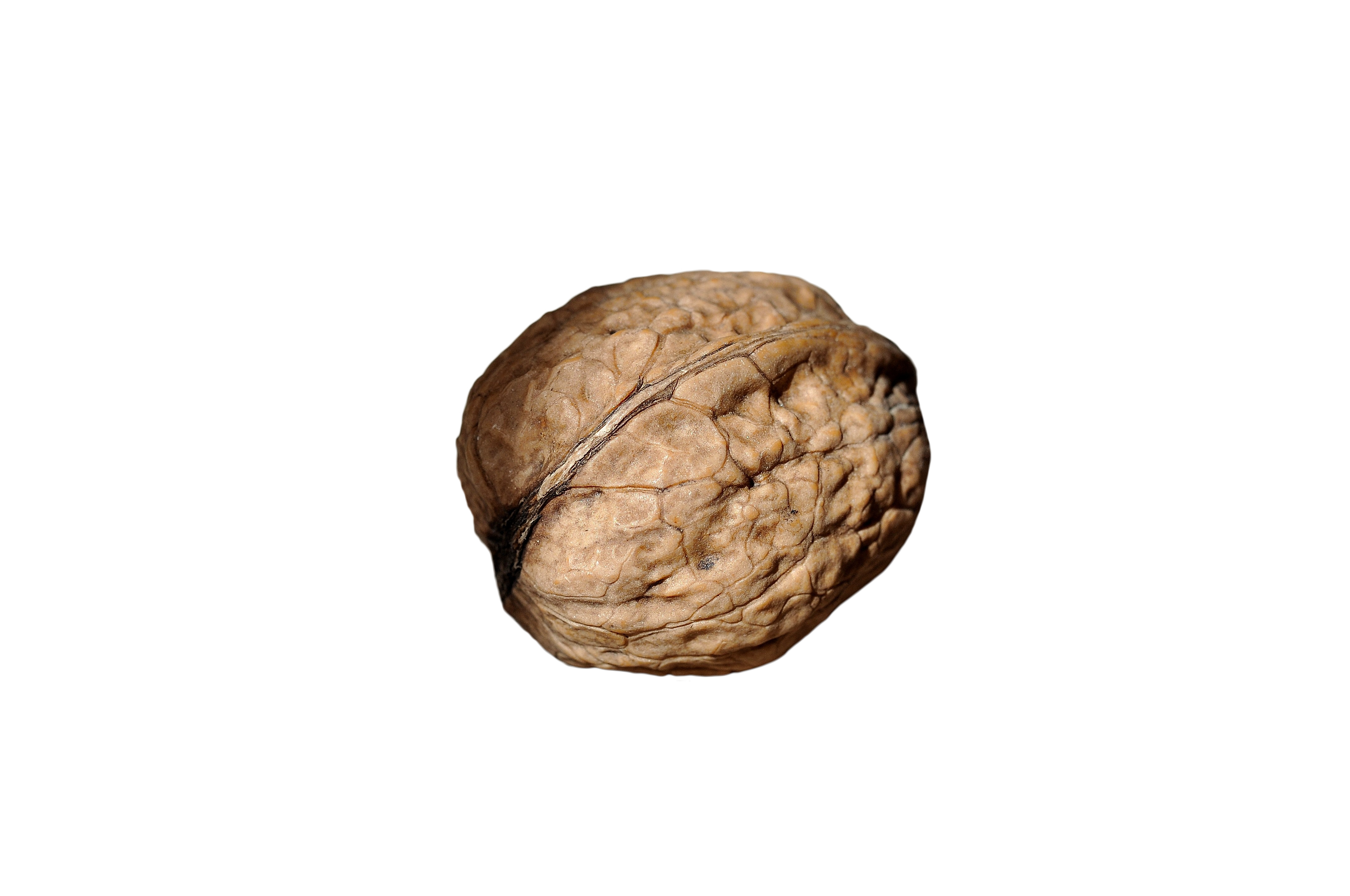 Walnut PNG Transparent pngteam.com