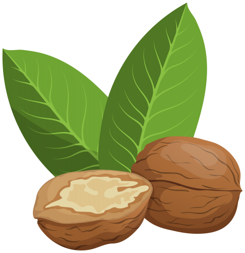 Walnut Clipart HD pngteam.com