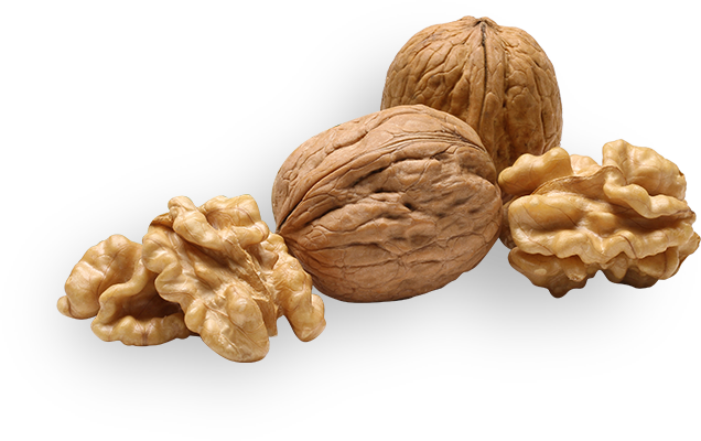 Walnut PNG HD Image pngteam.com