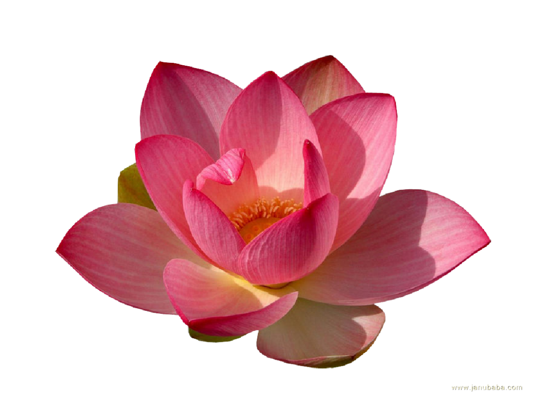 Water Lily PNG HD Red and Pink Transparent
