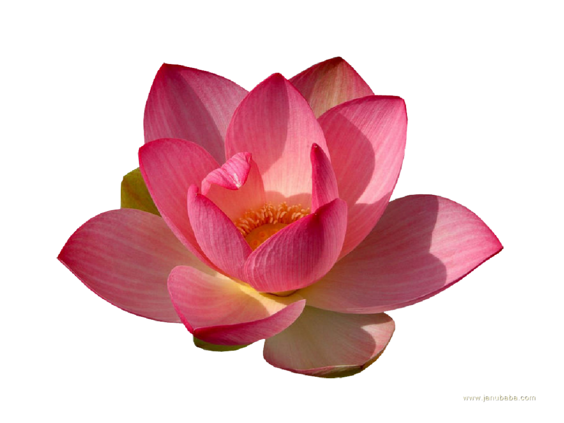 Water Lily PNG HD Red and Pink Transparent pngteam.com